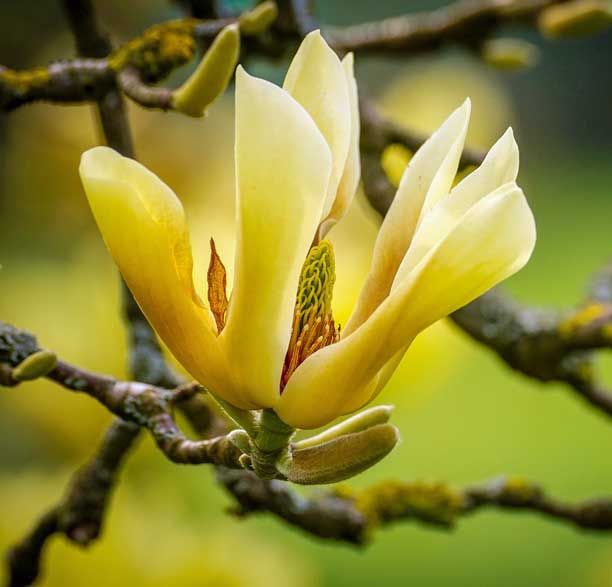 Magnolia Butterflies