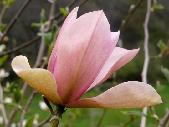 Magnolia Flamingo