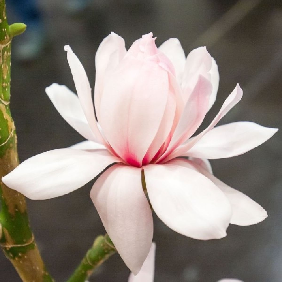 Magnolia Pink Beauty 