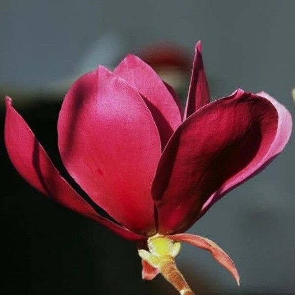 Magnolia Red as Red