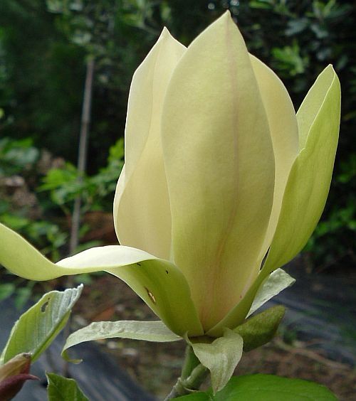 Magnolia Solar Flair