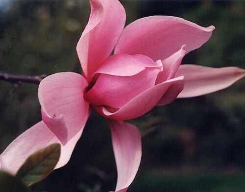 Magnolia Spectrum