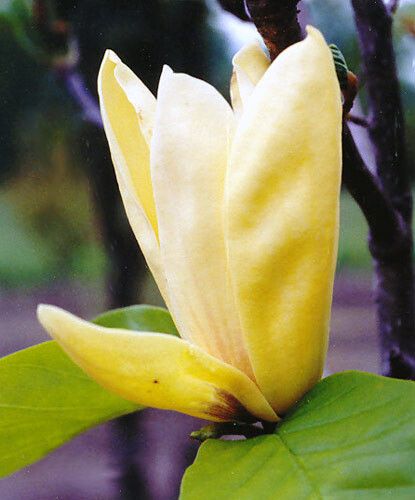 Magnolia Sunspire