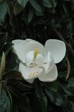 Magnolia grandiflora D.D. Blanchard