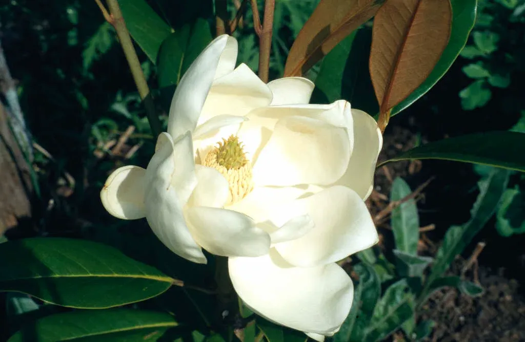 Magnolia grandiflora Exmouth