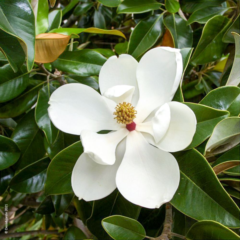 Magnolia grandiflora Galissoniere