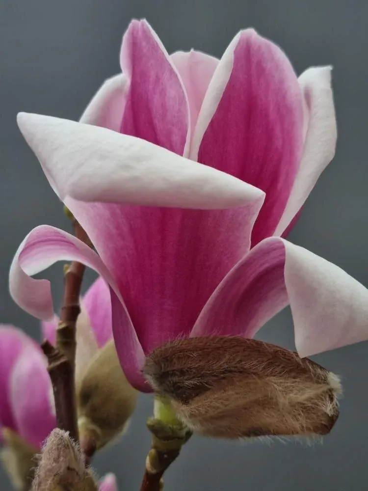Magnolia Satisfaction