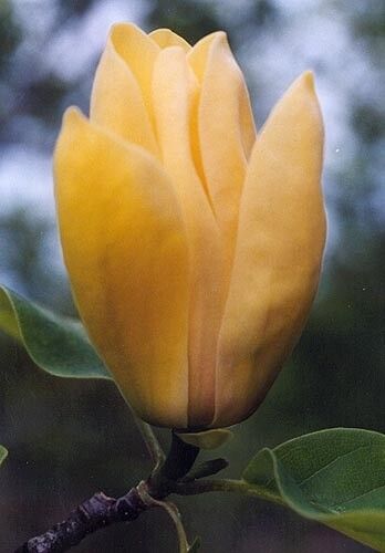 Magnolia Yellow Bird