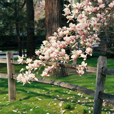 Magnolie