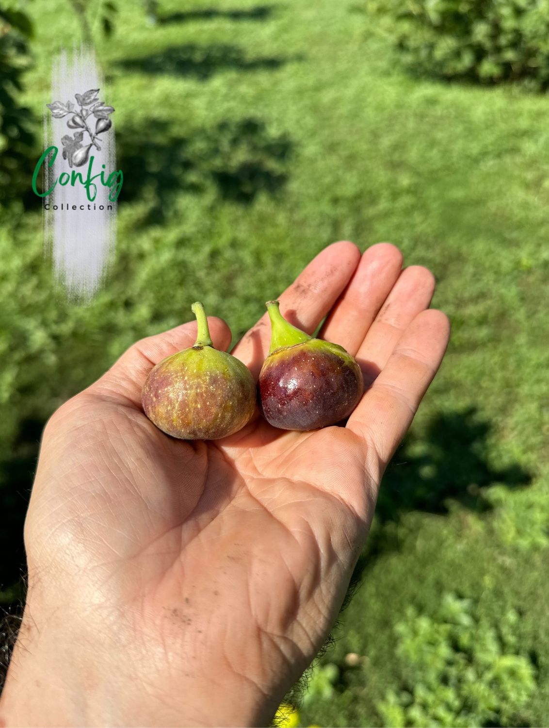 Smochin Ficus carica Figo Preto de Torres Novas C2