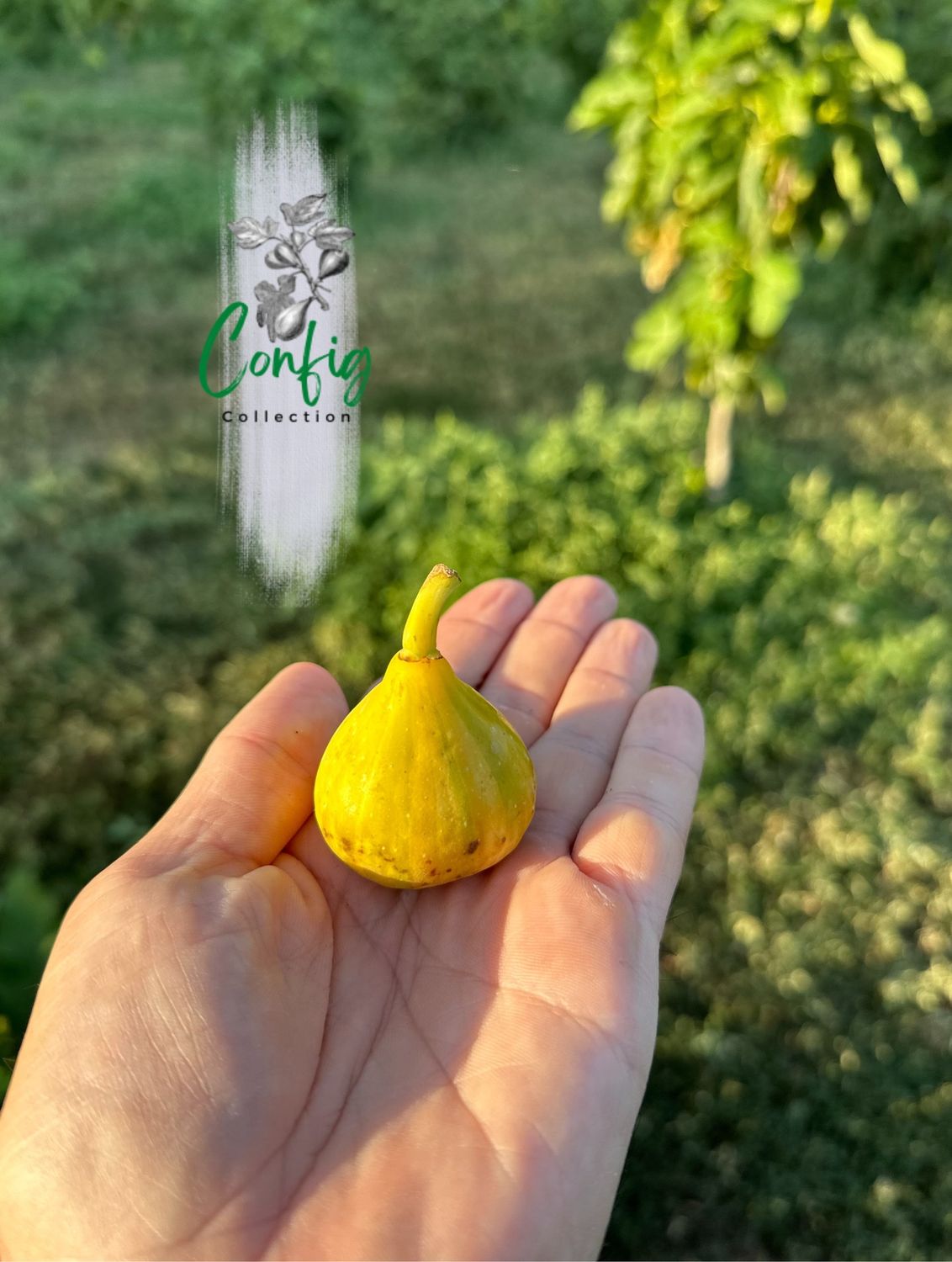 Smochin Ficus carica Bordissot Blanca Rimada