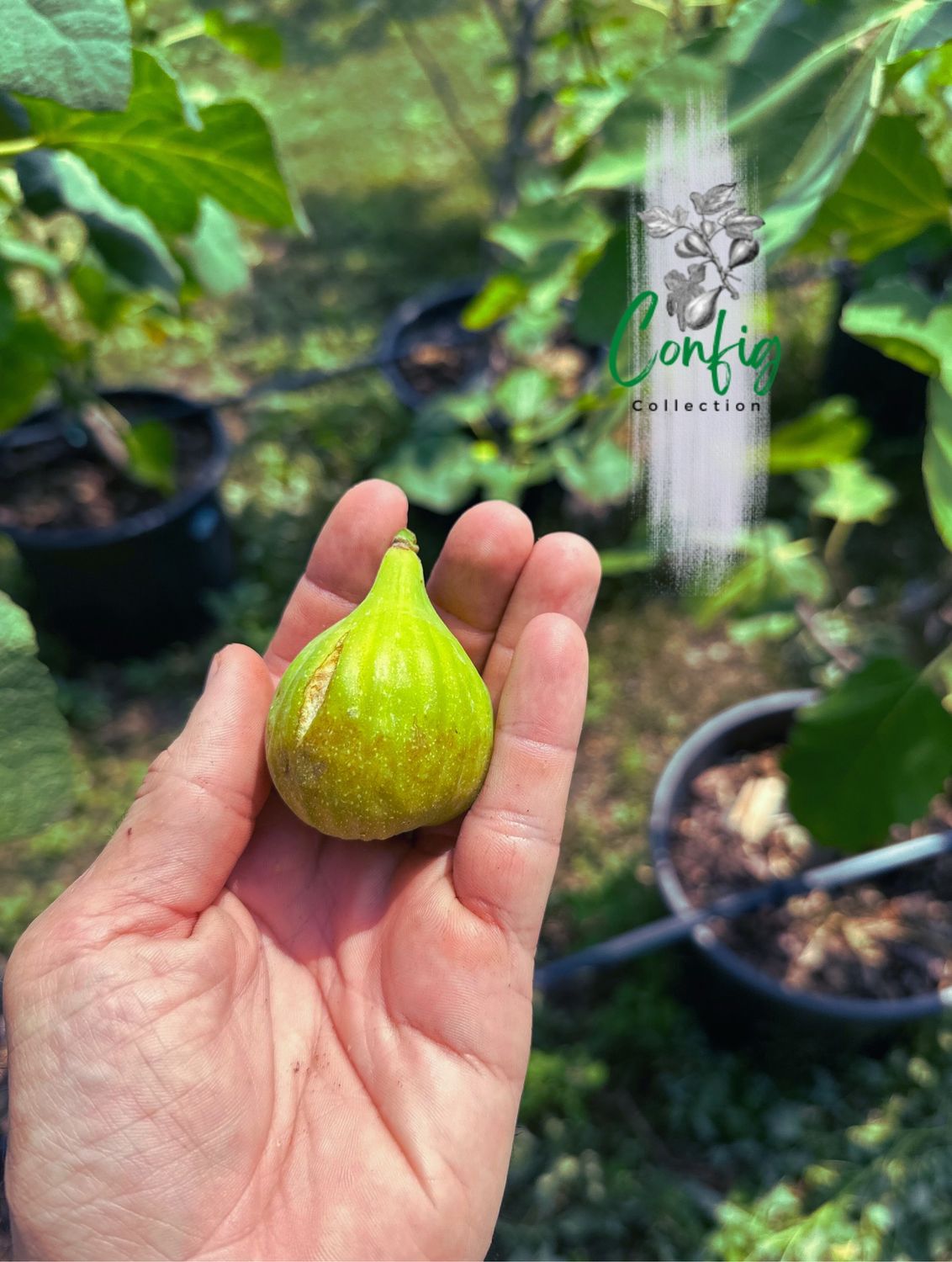 Smochin Ficus carica White Madeira #1 C2