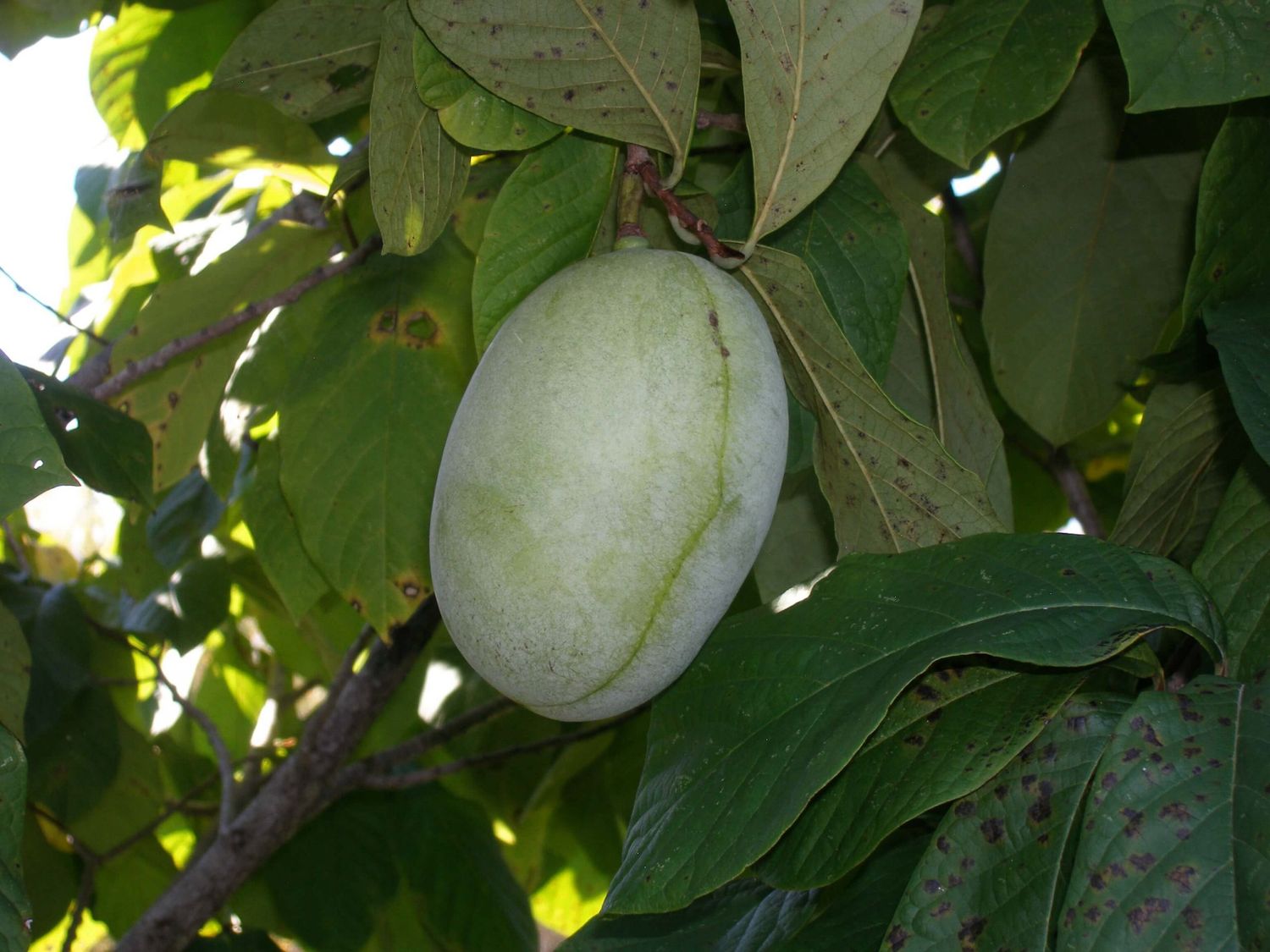 Pawpaw Asimina triloba Honeydew