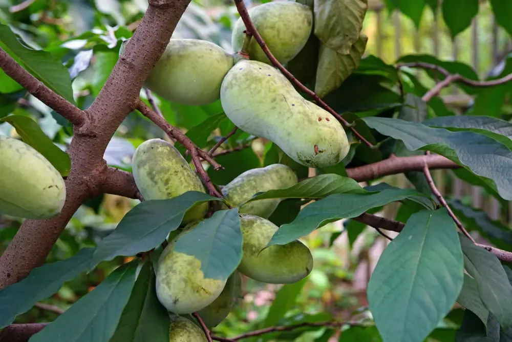 Pawpaw Asimina triloba Marshmallow