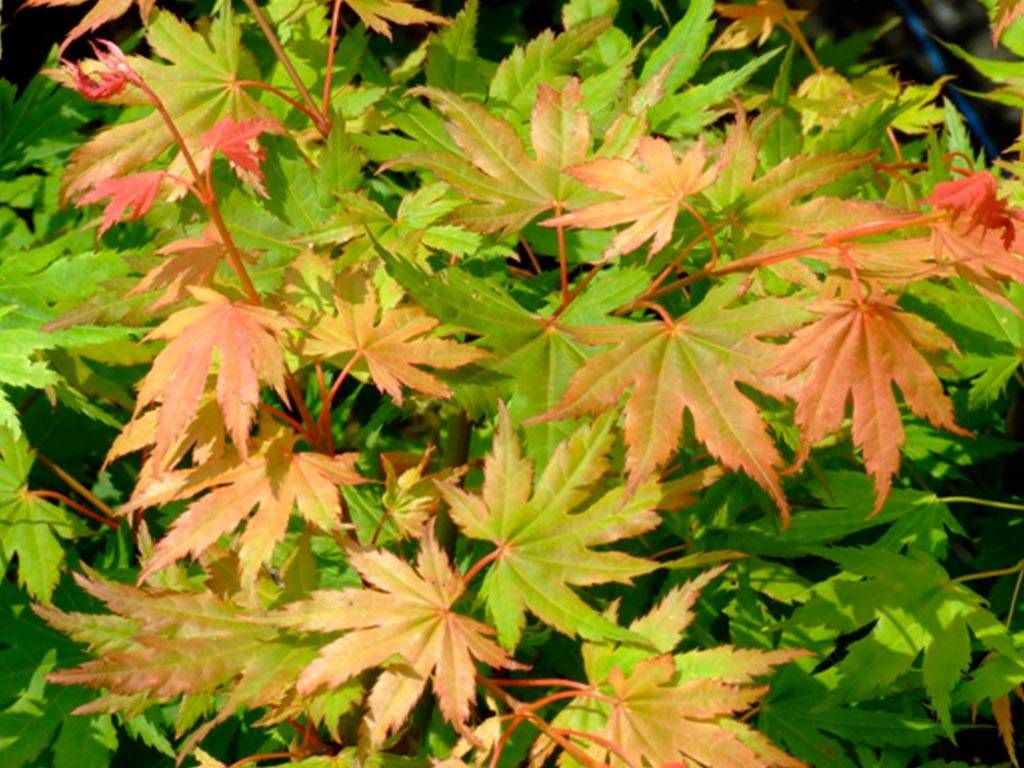 Artar japonez Acer palmatum Beni Musum