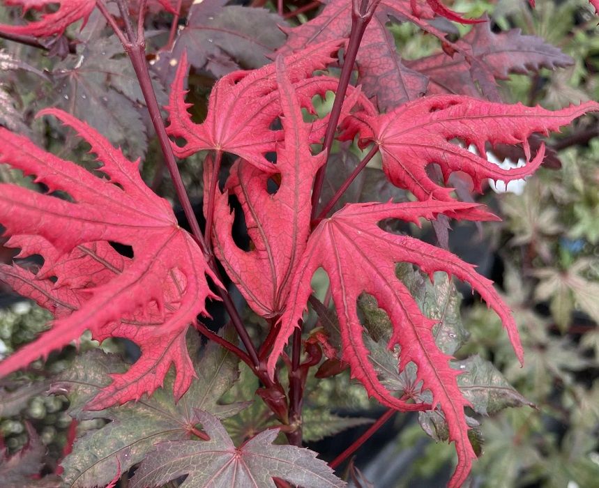 Artar japonez Acer palmatum Celebration