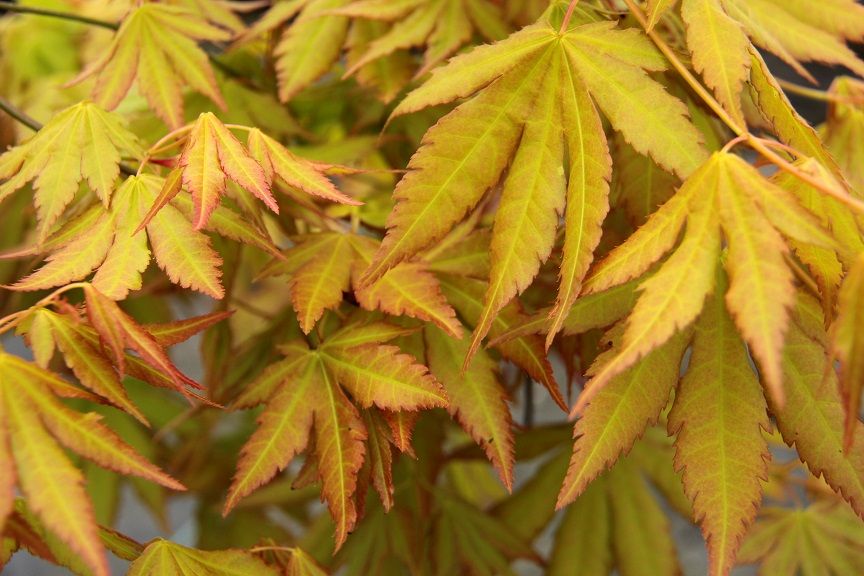 Artar japonez Acer palmatum Dragon Master 