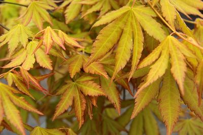 Artar japonez Acer palmatum Dragon Master 