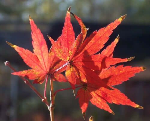 Artar japonez Acer palmatum Dixie Delight 
