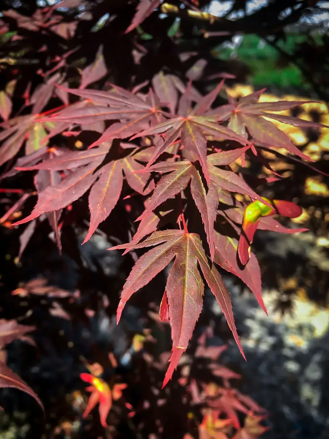 Artar japonez Acer palmatum Dragon Tears