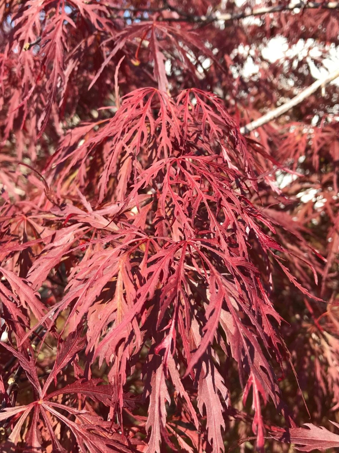 Artar japonez Acer palmatum Firecracker