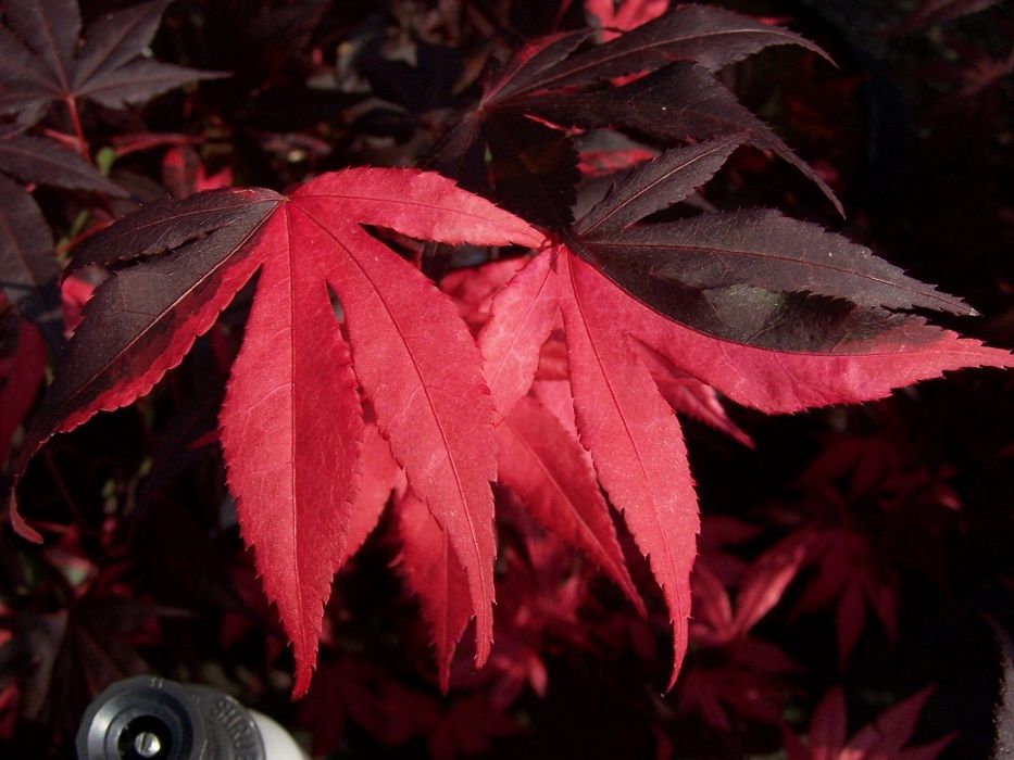 Artar japonez Acer palmatum Fujinami