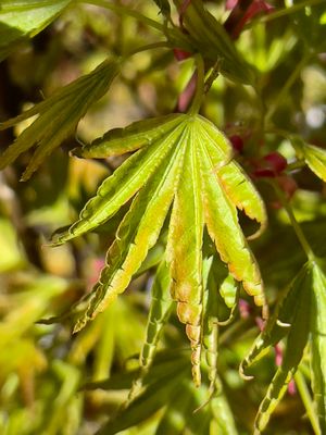 Artar japonez Acer palmatum Okushimo