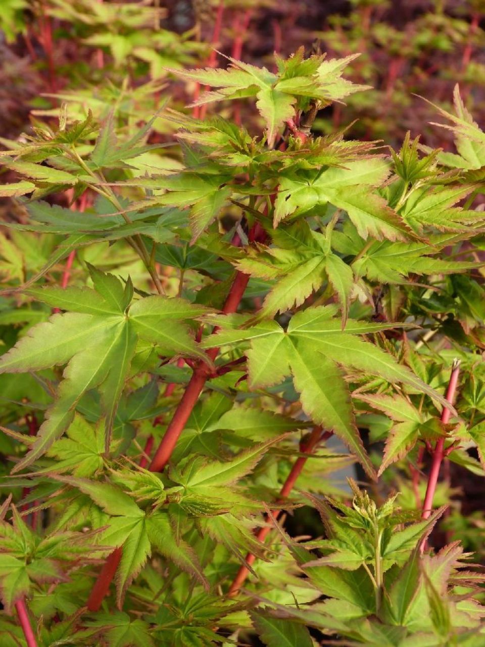 Artar japonez Acer palmatum Peve Chameleon