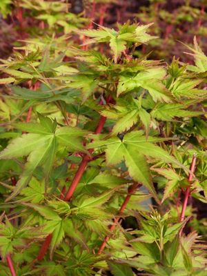 Artar japonez Acer palmatum Peve Chameleon