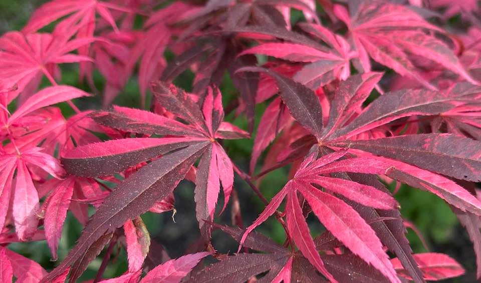 Artar japonez Acer palmatum Rainbow