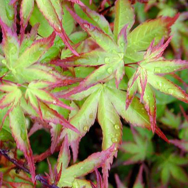 Artar japonez Acer palmatum Shishio hime
