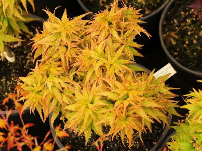 Artar japonez Acer palmatum Crispin Silva Mikawa Yatsubusa