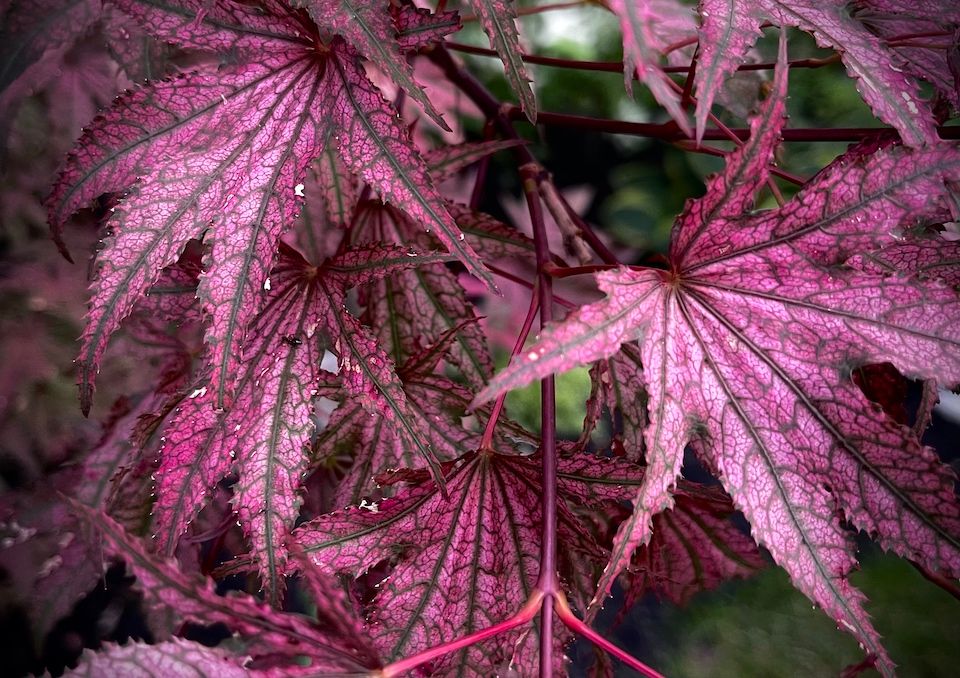 Artar japonez Acer palmatum Amagi Shigure 
