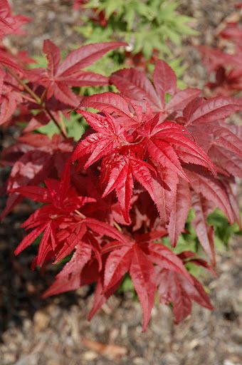 Artar japonez Acer palmatum Beni Hoshi