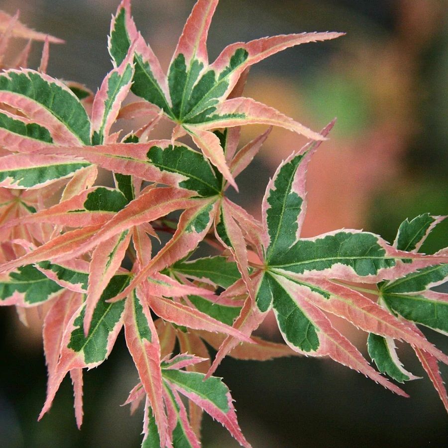 Artar japonez Acer palmatum Beni Shichi Henge