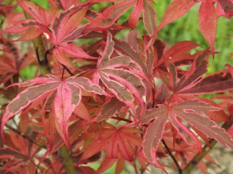 Artar japonez Acer palmatum Geisha Gone Wild