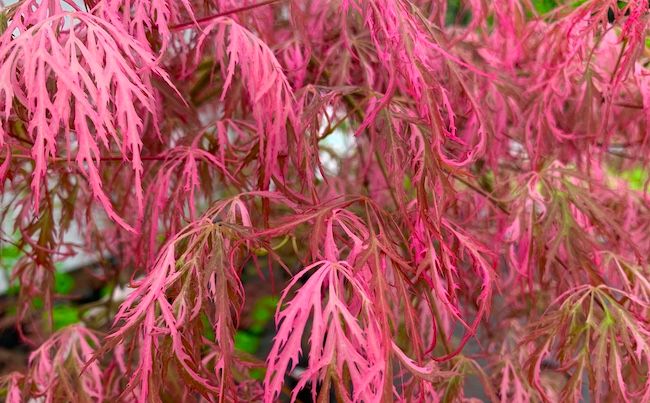Artar japonez Acer palmatum Hana Matoi PBR