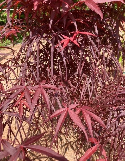 Artar japonez Acer palmatum Hupp&#39;s Red Willow