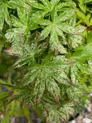 Artar japonez Acer palmatum Ori Zuru