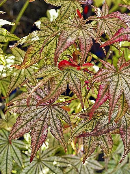 Artar japonez Acer palmatum Peaches and Cream