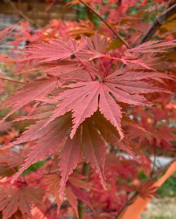 Artar japonez Acer shirasawanum Gloria