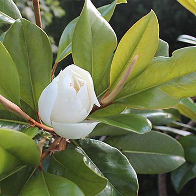 Magnolia grandiflora Edith Bogue