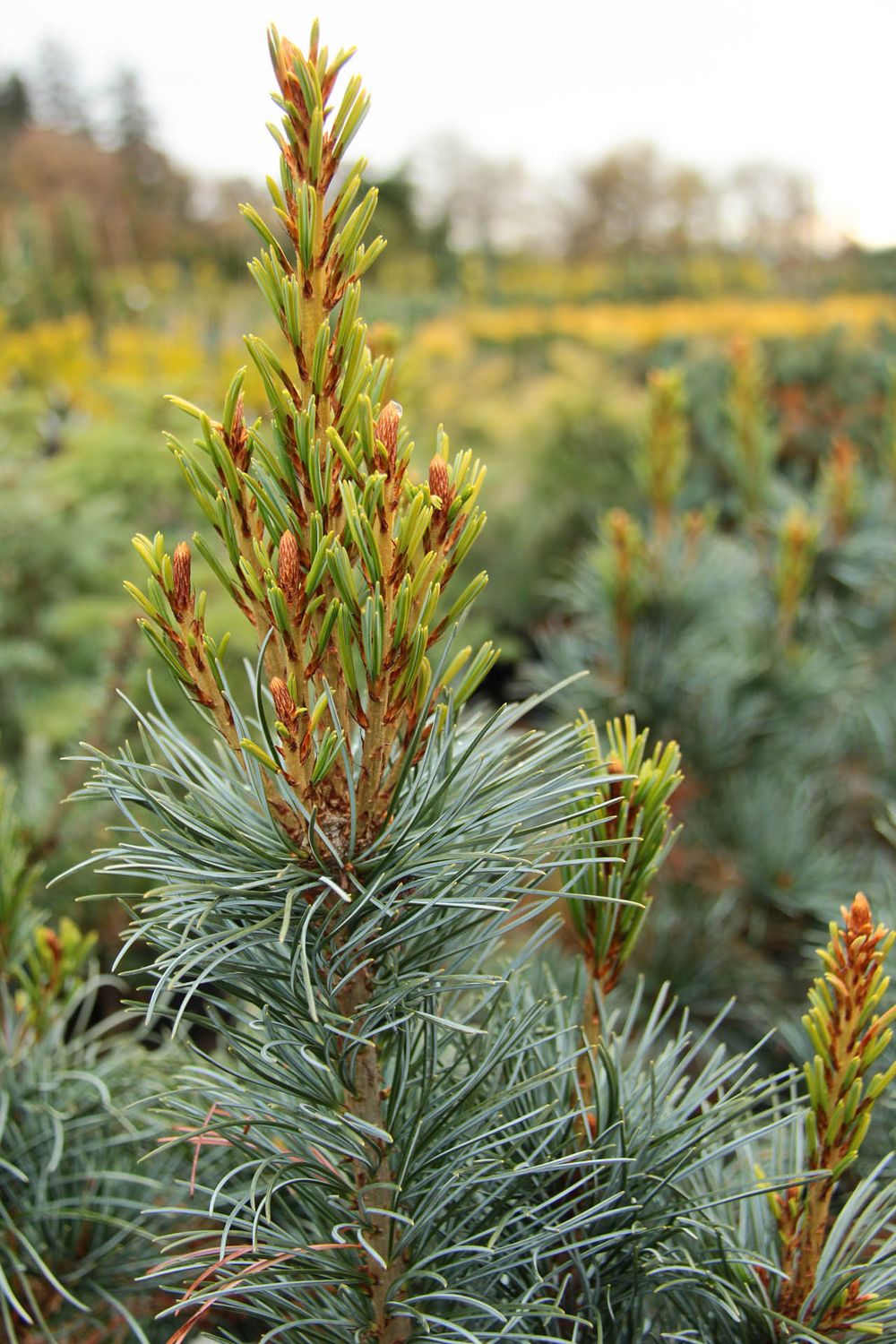 Pin alb japonez Pinus parviflora Blauer Engel 