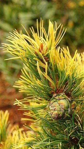 Pin alb japonez Pinus parviflora Pinus parviflora Dr Landis Gold 