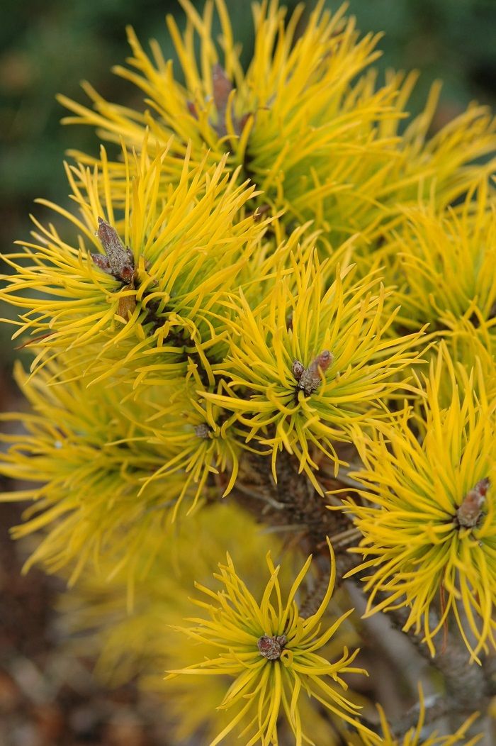 Pin rasucit Pinus contorta Chief Joseph