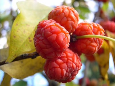 Dud chinezesc Che Cudrania tricuspidata Darrow