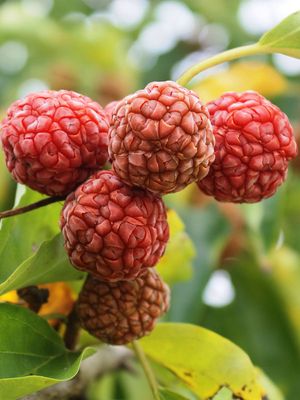 Che Cudrania tricuspidata Seedless C2