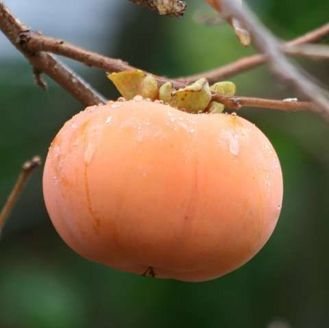 Diospyros kaki Hiratanenashi C2