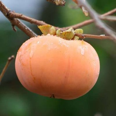 Diospyros kaki Hiratanenashi P9