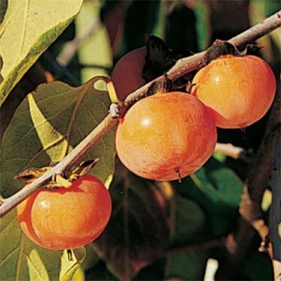 Diospyros virginiana K-6 C2